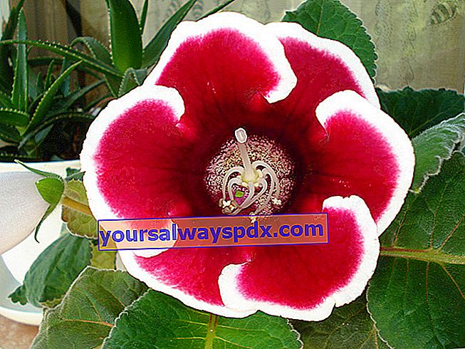 Kedai Bunga Gloxinia (Sinningia speciosa) atau Gloxinia Elegan
