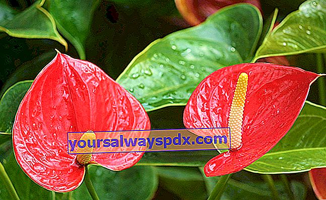 Rotes Anthurium (Anthurium andreanum), die Zimmerpflanze