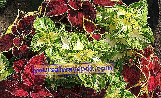 coleus dengan daun berwarna-warni berwarna merah, hijau, ungu, coklat