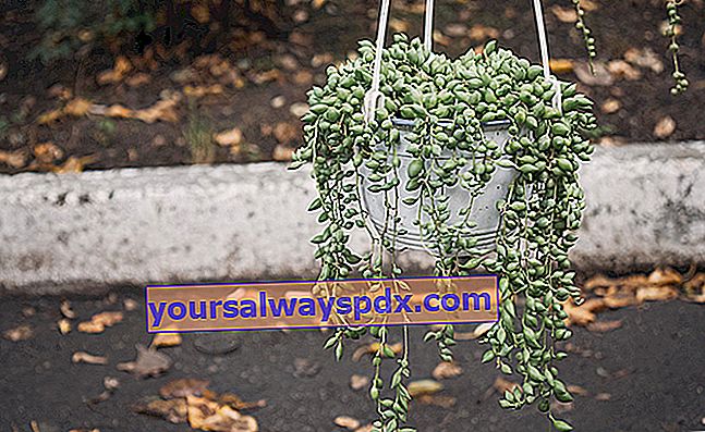 Rowley's Groundsel (Senecio rowleyanus), tanaman kalung mutiara