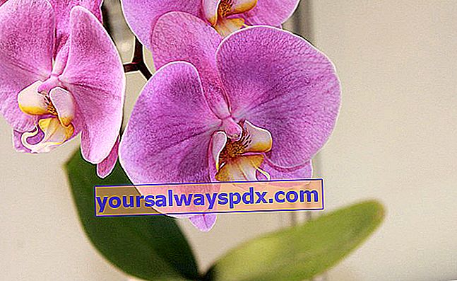 Phalaenopsis Orchid atau Butterfly Orchid