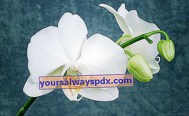 Phalaenopsis Orchid atau Butterfly Orchid - merawat bunga ini