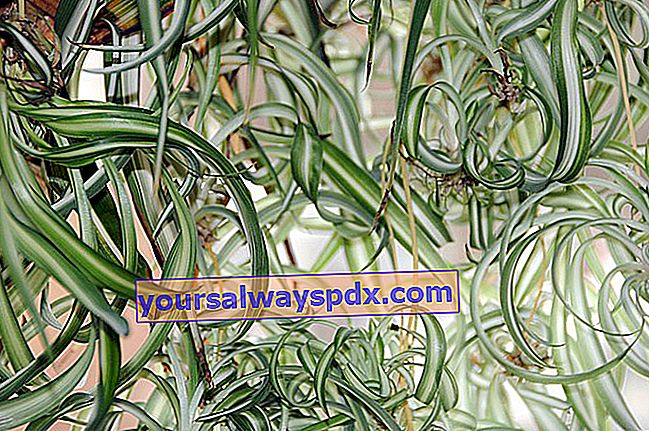 Phalangera (Chlorophytum comosum), die Spinnenpflanze