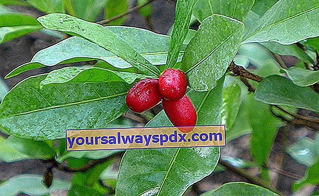פרי נס (Synsepalum dulcificum) או פירות יער