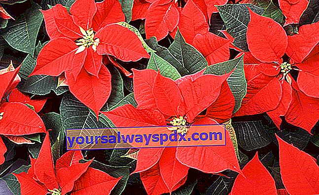 Weihnachtsstern (Weihnachtsstern (Euphorbia pulcherrima))