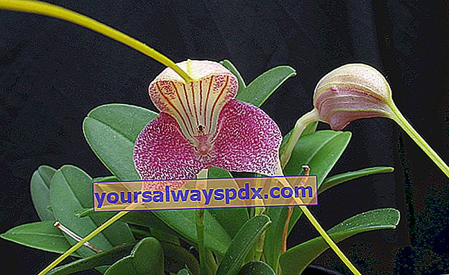 Koel klimaat orchidee (Masdevallia), klein van formaat