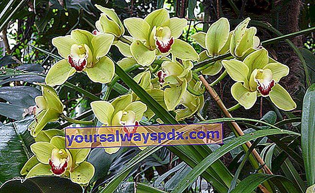 Orchidee (Cymbidium): Die am einfachsten zu züchtende Orchidee