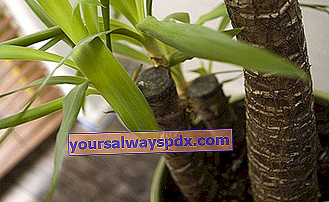 Yucca Elefantipes ist eine Zimmerpflanze
