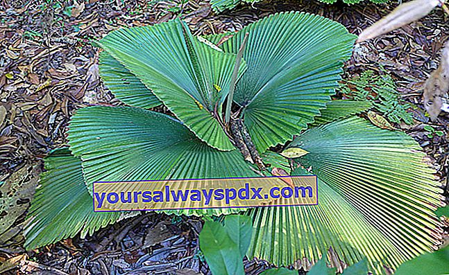 Licuala grandis, kendt som spoon palm