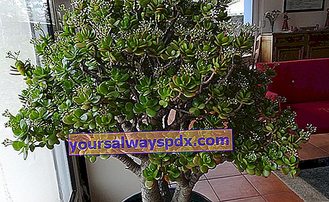 Jadebaum (Crassula ovata oder Crassula argentea), Zimmerpflanze im Topf