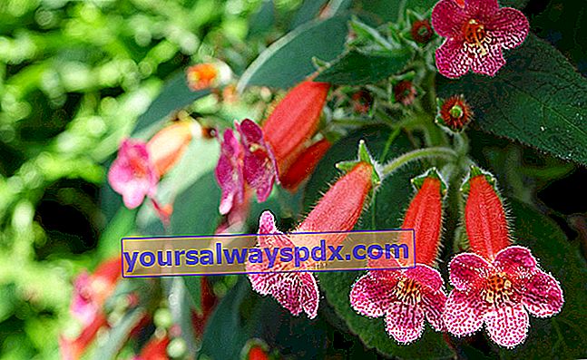 フォックスグローブの花とコーレリー（Kohleria bogotensis）