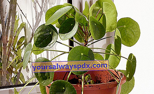צמח כסף סיני (Pilea peperomioides)