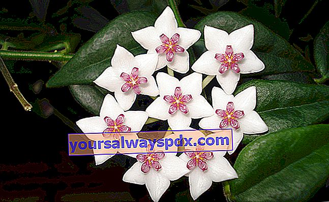 Bunga porselin (Hoya) atau bunga lilin