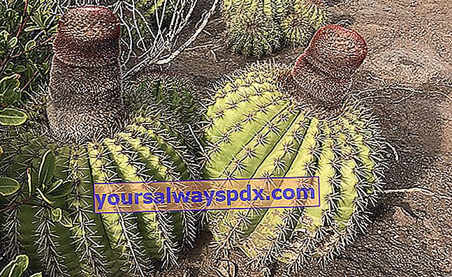 melon cactus (Melocactus intortus syn. Melocactus communis)