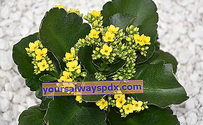 Kalanchoe (Kalanchoe blossfeldania) dengan bunga berwarna-warni