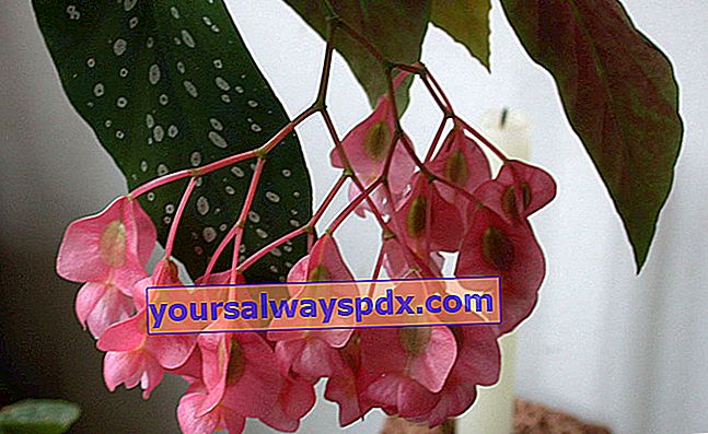 Tamaya (Begonia maculata) atau begonia buluh
