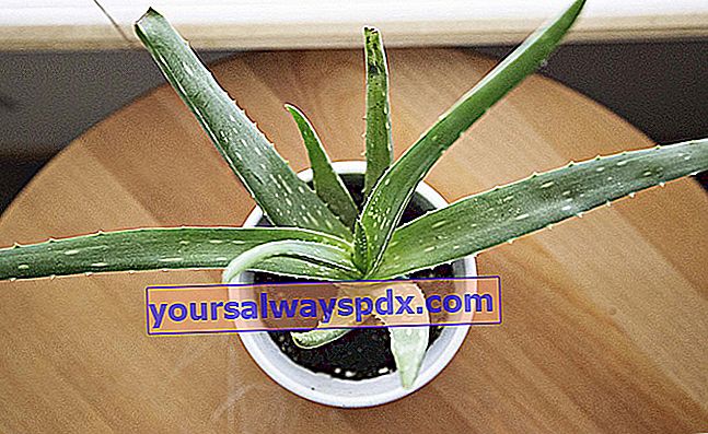 Anbau von Aloe Vera in Töpfen, Zimmerpflanze in Töpfen