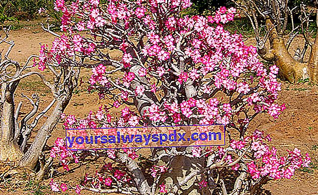 Rosa del deserto (Adenium obesum) o falso baobab