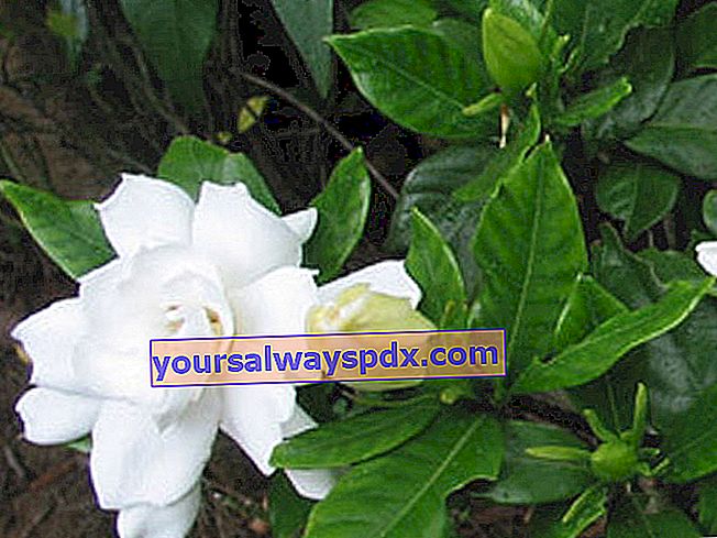 Gardenia (Gardenia jasminoide), pianta d'appartamento in vaso
