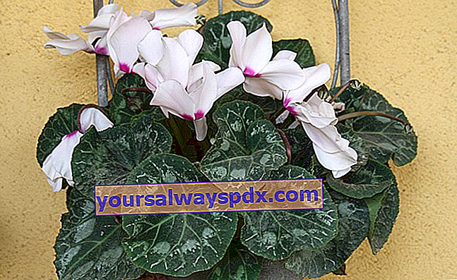 Persisches Alpenveilchen (Cyclamen persicum), Zimmerpflanze in einem Topf
