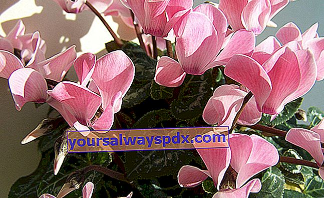 רקפת פרסית (Cyclamen persicum), צמח בית בסיר