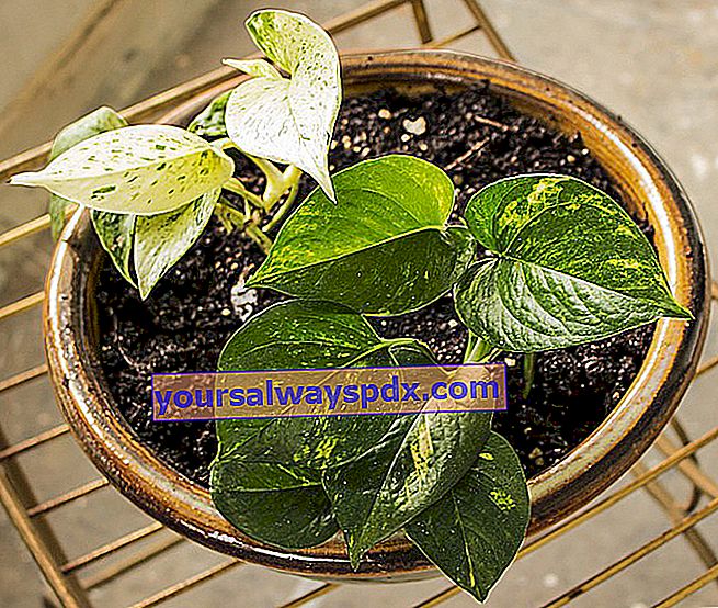 Pothos (Scindapsus aureus): tanaman pendakian dalaman, tumbuh, merawat, menyiram