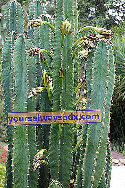 Cereus peruvianus atau Cereus hildmannianus ssp.  Uruguayanus