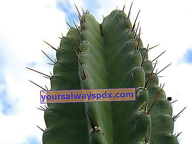 Cereus peruvianus atau Kaktus Lilin Peru