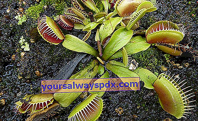 Flycatcher atau Dionaea (Dionaea muscipula), tumbuhan karnivor