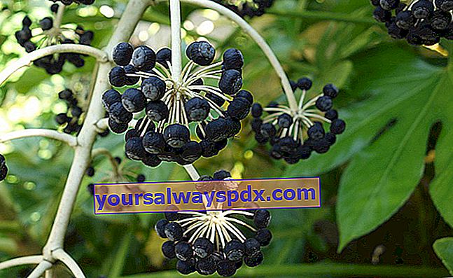 a False Aralia (Fatsia japonica) vagy a japán Fatsie fekete gyümölcsei