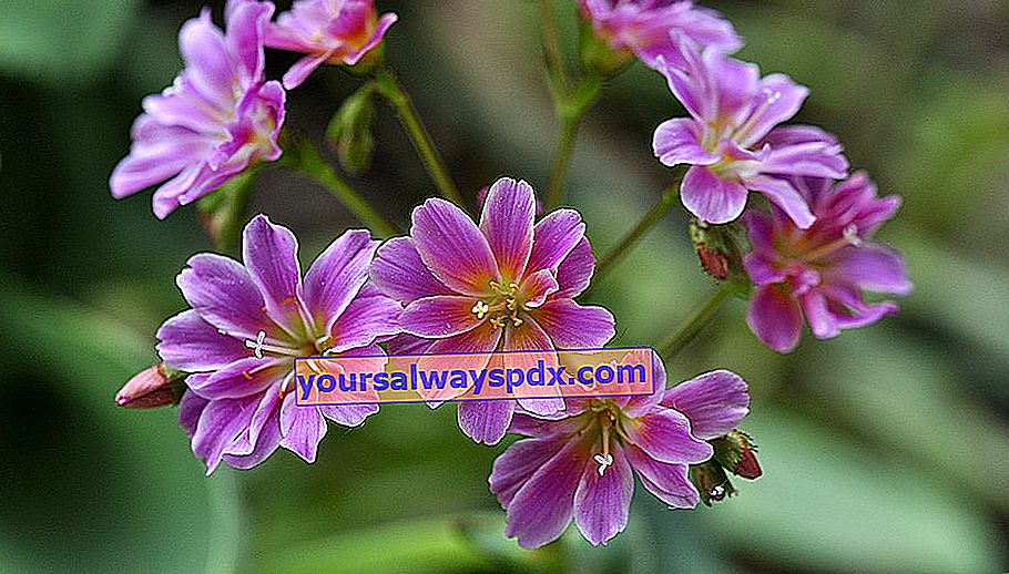 Lewisia, tanaman alpine dari Amerika Barat, penanaman, penjagaan