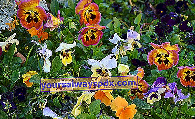 Stedmoderblomst (viola), en blomstring af alle årstider
