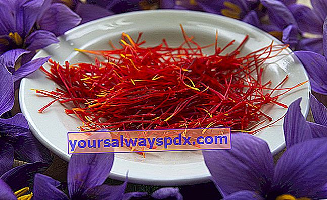 safran pistiller (Crocus sativus)