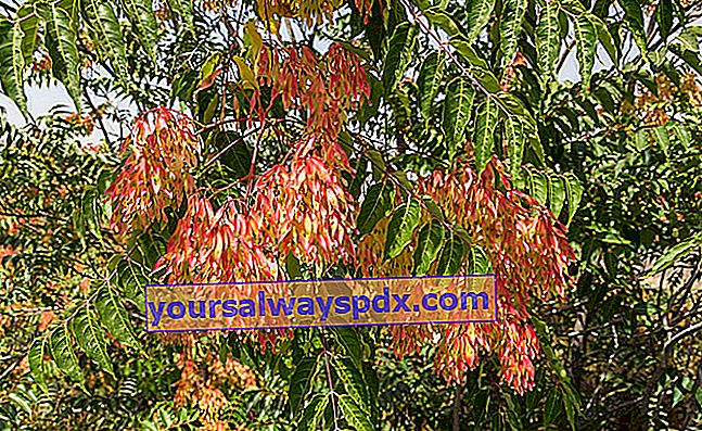 Ailante (Ailanthus altissima) wird auch als Falschlack Japans bezeichnet
