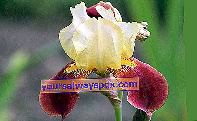 קשתית העין (Iris spp.)