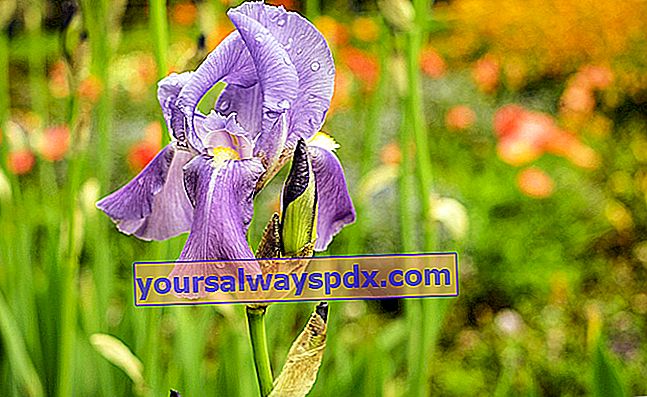 tempat memasang iris di taman