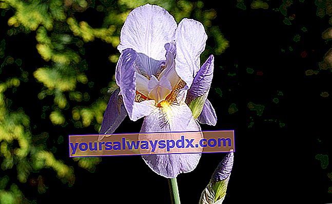 Iris (Iris spp.) Atau anggrek orang miskin