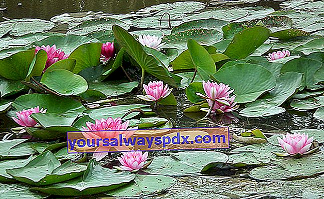 Air teratai (Nymphaea), bunga terunggul 