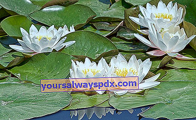 Kolam klasik lily air putih (Nymphaea alba)