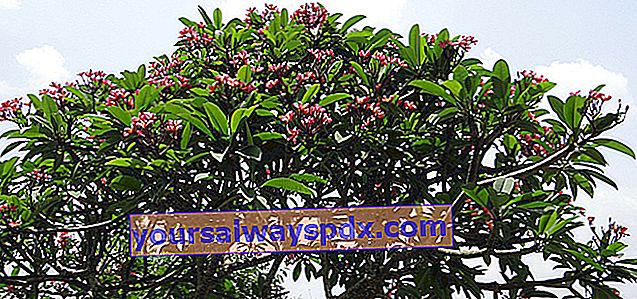 Plumeria rubra, frangipani berbunga merah
