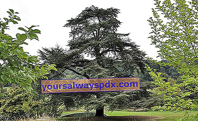 Cedertræ i Libanon (cedrus) i haven