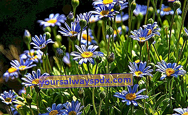 Agathea (Felicia amelloides) oder Cape Aster, blaues Gänseblümchen