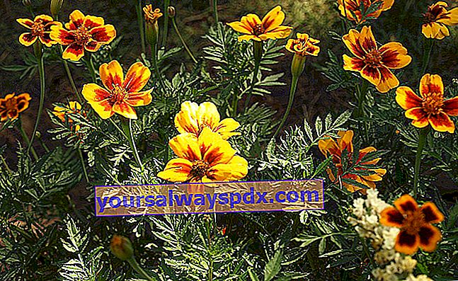 bunga marigold tunggal