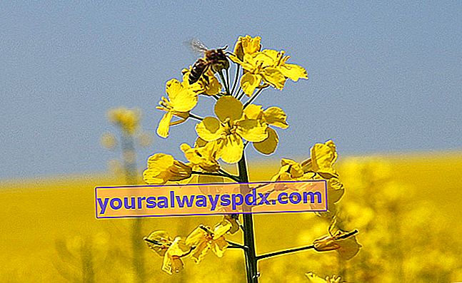 Colza, fiori di miele giallo