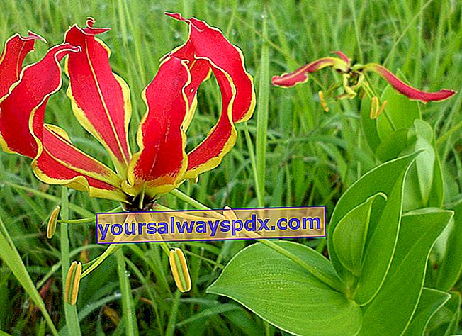 Herrliche, herrliche Lilie (Gloriosa superba) oder Malabar-Lilie
