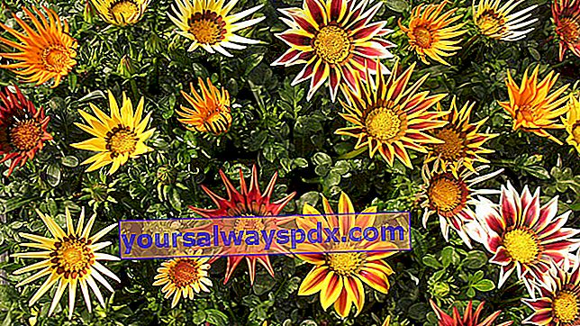 Gazania (Gazania), tanaman musim panas dengan sinar matahari penuh
