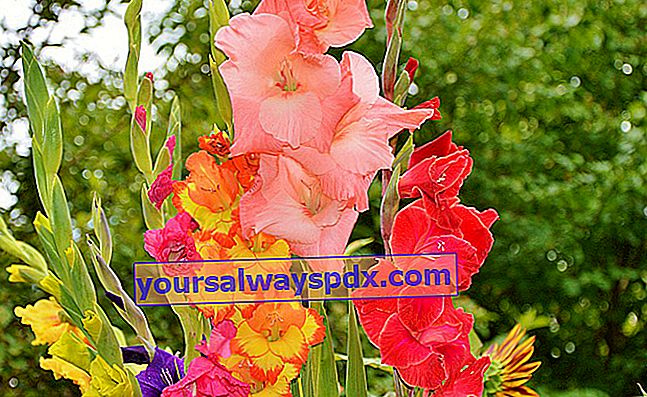 Gladiolus (Gladiolus), høje, stramme blomsterstilke