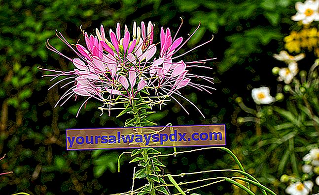 Cleome (Cleome spinosa), Spinnenblume