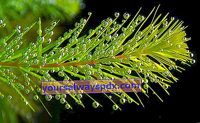 Nedsænket hornurt (Ceratophyllum demersum), flydende vandplante