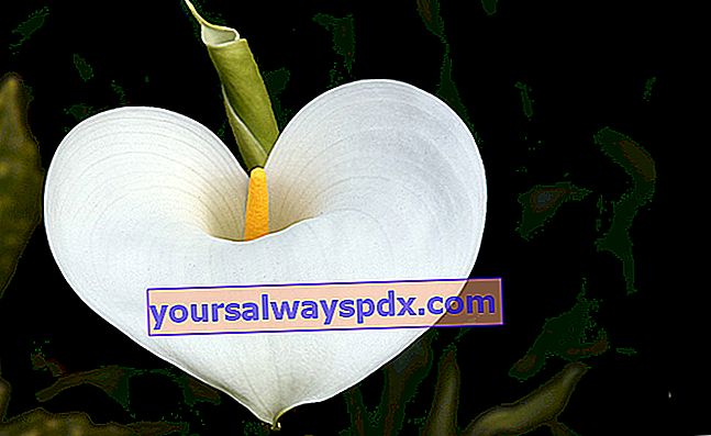Arum (calla liljer), hvid blomst fra haven